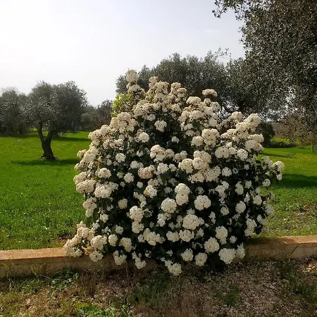 Welcome To Your Alberobello's Retreat Mamalu Holiday home *